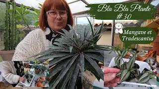 Bla Bla plante #30🌿Rempotage et bouturage | MANGAVE et Tradescantia Zebrina Tricolore🌱Update bouture