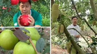 Most Amazing Fruits in China