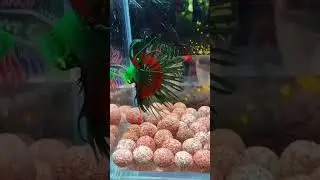 Stunning Crown Tail Hulk Betta | Rare Betta Fish Beauty Revealed!