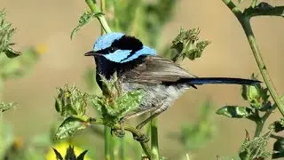 Birding at the Western Treatment Plant, Werribee, Melbourne Dec 2015