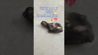 Unique Aseel Chick Transformation.😂💝 #aseel #chicks #pets #transformation #shortsfeed #viralshorts