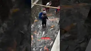 Top 5 Secret Fish Farming Techniques of 2025 #shorts