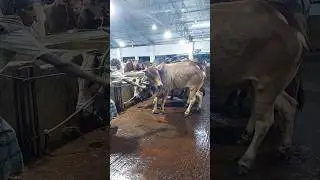 A very beautiful cow | Cow price 2024 | Quarbani cow collection Bangladesh 2024