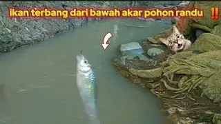 TAK BISA BERKATA KATA‼️ mancing ikan wader di sungai - ikannya terbang
