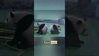 Panda Gets Scared by a Sneeze! #funny #animals #cute #pandas