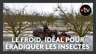 Arboriculture : le froid et la neige sont idéals pour éradiquer les insectes ravageurs