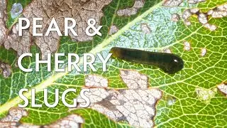 Pear & Cherry Slugs
