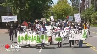 Protesters rally across B.C. to bring attention to logging of old-growth forests