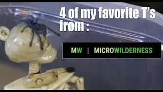 Unboxing 4 of my Favorite T's from Microwilderness