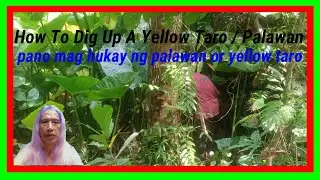 How To Dig Up A Yellow Taro In Palawan - Variety Vlog05