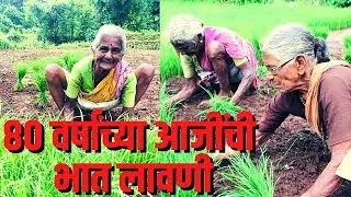 #konkan #bhuibavada #farming कोकणात भात लावणीची लगबग, 80 वर्षांच्या आजीही लागल्या कामाला