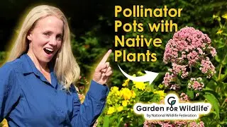 SHOCKING Truth About Native Plants in Pollinator Pots You Never Knew