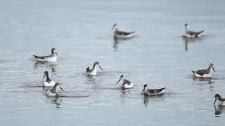 Arizona, la danza degli uccelli acquatici: le piroette sul lago sono ipnotiche