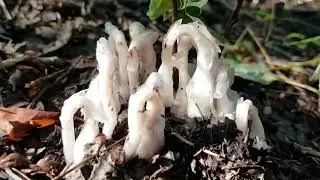 Ghost Pipe - A Special Plant (Monotropa uniflora)