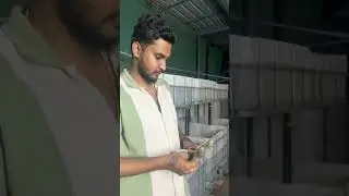 1000+ monster fish | fish farm purchase #btaqua