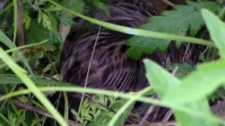 Dickcissel Infanticide Event