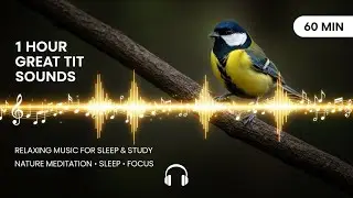 🐦 Great Tit Birdsong with Peaceful Music - 1 Hour 4K Forest Meditation for Sleep, Study & Relaxation