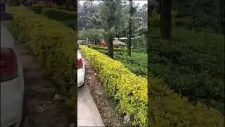 Valparai Tea 🍵 Estate #valparai #tea #estate