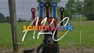 AKC Scent Work Trial - Novice Container, Interior, Exterior and Buried (Juneau)