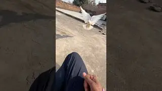 Kabutar training challenge #kabutar #kabutarbazi #pigeon #kabutarlover #shorts