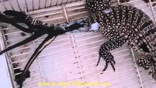 Lizard with six tails first found in Argentina Ящерица с шестью хвостами