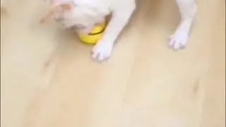 Pet sensor toy T1