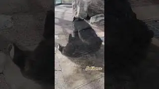 2부|베어트리파크📍세종특별자치시 전동면 신송로 217#신송로 #베어트리파크 #BearTreePark #PumpkinMadness #FallLaughs