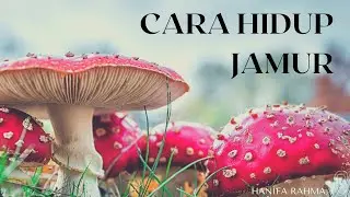 Cara Hidup Jamur
