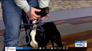 Primetime Pups: Meet Lilo!