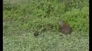 Mesembrinibis cayennensis / Green Ibis_D.Ascanio