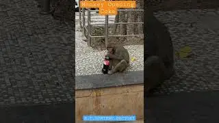 MONKEY OPENING COKE || H_T_CONTENT_FACTORY