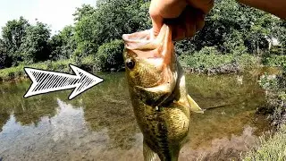 Spring Bass Fishing with Zoom Lizards! | Snake Alert!