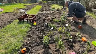 Planting out Fox Gloves, Snapdragons, Bunny Tail Grass and one Coleus  🌱🌸🌾,