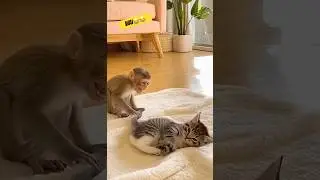 Kitten's Big Surprise When Monkey Joins In#funnyvideos #pets #shorts #catvideos 😂😂