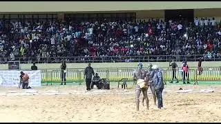 Int&eacute;gralit&eacute; combat : Tapha Mbeur vs Ada Fass