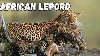 African wild 4k Exploring the Fascinating African Leopard Life Cycle: A Comprehensive Guide