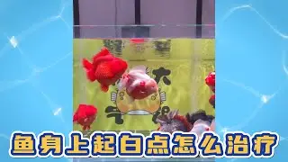 鱼身上起白点怎么治疗！｜白点病｜观赏鱼病｜热带鱼｜金鱼｜鱼病｜宠物乐园20231120