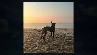 JAZZWEATHER - HUMAN