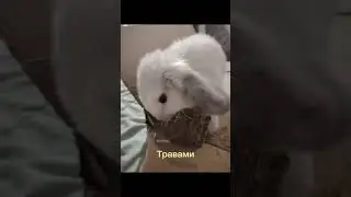 Это таблерон, прессованое сено, оно очень полезно для зубов. #bunny #кролики #rabbit