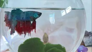 NÃO TENHA PEIXE BETTA SE ACHA QUE É FÁCIL! VEJA TUDO SOBRE O PEIXE BETTA