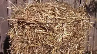 How I'm Protecting My Chicago Cold Hardy Fig From The Cold