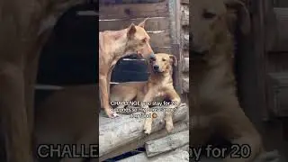 Donate via link in description to help 🙏🚨 #dogs #help #rescuedog #donate #dogsfood #viralshorts