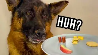 My Dog Had Too Many Choices