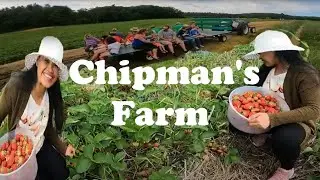 Great Place for U-Pick Strawberries At Chipman's Farm