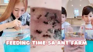 Feeding time today sa ant farm! Binigyan namin ng mealworms ang mga langgam 🐜🪱