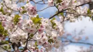四季　(The four seasons of Japan)