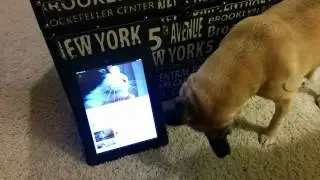 Lola hears a kitty