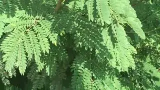 Tree Service |  Albizia lebbeck Tree weeds in grass