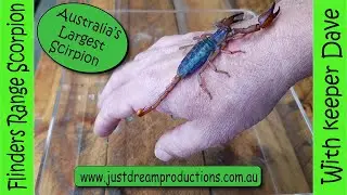 Flinders Range Scorpion facts with Keeper Dave. Discovering With Keeper Dave.
