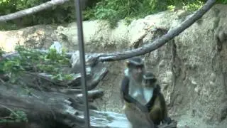 Mother Monkey Protects Child